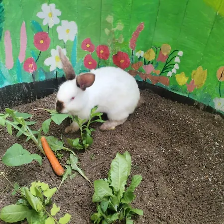 Stari Dud Beserovina Tatil Evi *