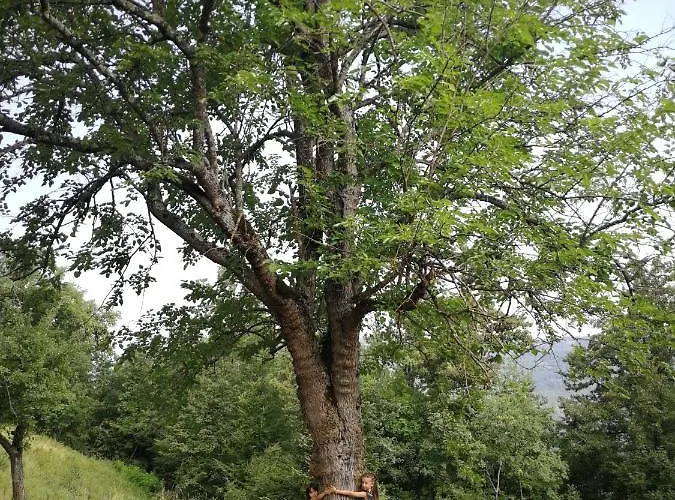 Stari Dud Beserovina *